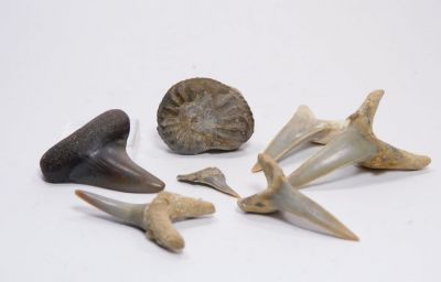 Amonit Amaltheus + zuby Lamnidae sp. - Eislingen, Německo